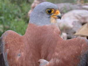 הבז האדום. מקנן בתוך ובסמוך למשכנות אדם הבז האדום. מקנן בתוך ובסמוך למשכנות אדם