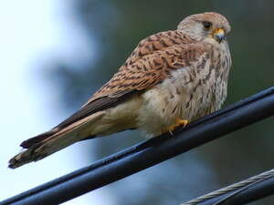 נקבת הבז האדום. על סף סכנת הכחדה נקבת הבז האדום. על סף סכנת הכחדה