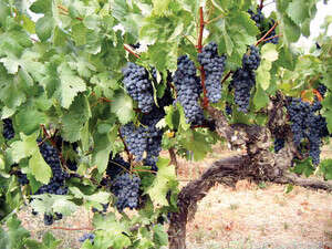 ������ �� ���� ����