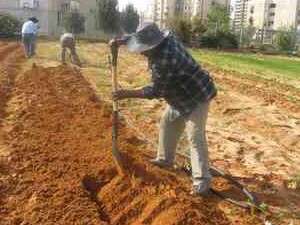 עובדים בגינה הקהילתית בבת ים. הפעילות בגינות הקהילתיות מאפשרת הנחלת ערכי סביבה כמו חקלאות אורגנית עובדים בגינה הקהילתית בבת ים. הפעילות בגינות הקהילתיות מאפשרת הנחלת ערכי סביבה כמו חקלאות אורגנית