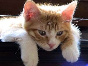 החתול מזהה את המקומות ששייכים לו על פי הריח החתול מזהה את המקומות ששייכים לו על פי הריח