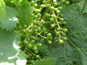 ענבים לקראת הבשלה ענבים לקראת הבשלה