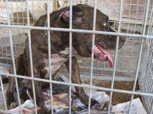 כלב האמסטף שנתפס במכונית. כלב האמסטף שנתפס במכונית.