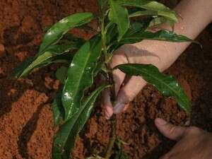 ������ ��. ���� ����� ������ ����� ����