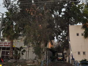 עץ האקליפטוס העתיק בעפולה עץ האקליפטוס העתיק בעפולה