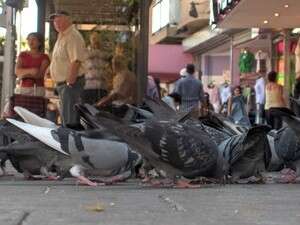 יונים, רחוב אלנבי. יונים, רחוב אלנבי.