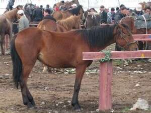 מחיר מציאה. סוס בשוק הבקר מחיר מציאה. סוס בשוק הבקר