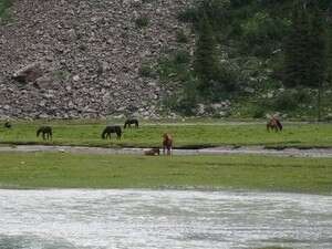 אחו אלפיני מעוטר מרבדי פרחים אחו אלפיני מעוטר מרבדי פרחים
