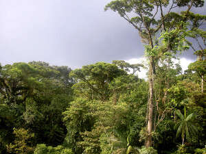 סבוך וערפילי. יער גשם בקוסטה ריקה סבוך וערפילי. יער גשם בקוסטה ריקה