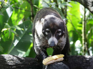 כאן משגשגים עופות ויונקים כאן משגשגים עופות ויונקים