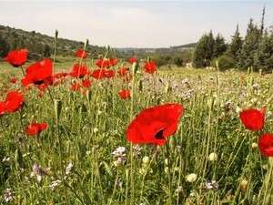 ��� ����. ���: 