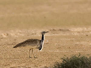 חוברה בחיזור. נתון בסכנת הכחדה בעולם וגם בארץ חוברה בחיזור. נתון בסכנת הכחדה בעולם וגם בארץ