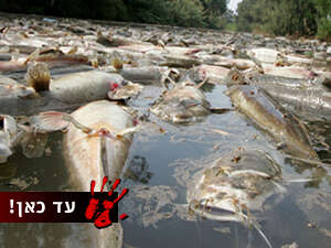 פגיעה בסביבה. מתי הפסקנו לכבד את אמא אדמה? פגיעה בסביבה. מתי הפסקנו לכבד את אמא אדמה?