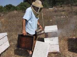 כבר לא קוראים להם כוורנים. דבוראי בפעולה כבר לא קוראים להם כוורנים. דבוראי בפעולה