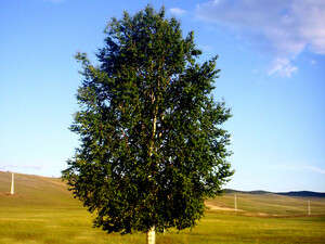 עץ הליבנה המקודש עץ הליבנה המקודש