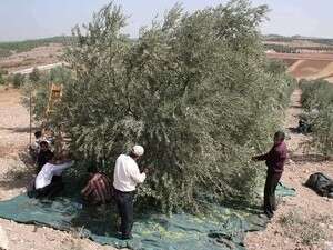 פלסטינים מוסקים זיתים. פלסטינים מוסקים זיתים.