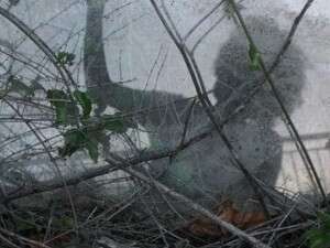 ���� ������� ''���� �����'', ������ ������� �� ����� ������