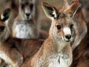 קנגורו אוסטרלי (למצולם אין קשר לידיעה) קנגורו אוסטרלי (למצולם אין קשר לידיעה)