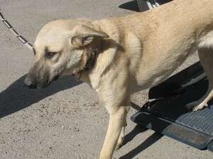 במה תבחרו - גור או בוגר? זכר או נקבה? רגוע או שובב? במה תבחרו - גור או בוגר? זכר או נקבה? רגוע או שובב?