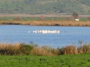 ����� ������ ������