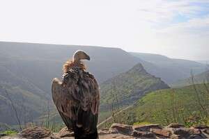 שלא ייעלמו לנו. נשר בשמורת גמלא שלא ייעלמו לנו. נשר בשמורת גמלא