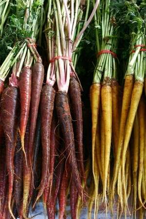 עניין פוליטי. גזר אדום וצהוב עניין פוליטי. גזר אדום וצהוב