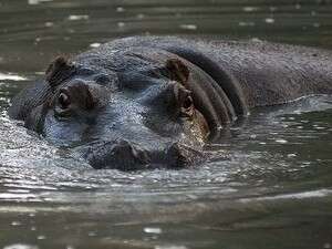 היפופוטם הפך את סירת הגומי והטביע אותה היפופוטם הפך את סירת הגומי והטביע אותה