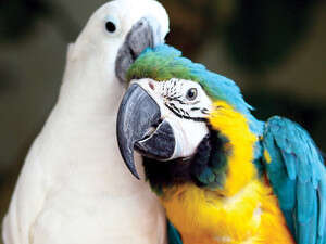 ��� �����