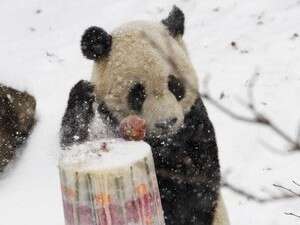 דוב הפנדה טאי שאן בחגיגות הפרידה ממנו בוושינגטון, אתמול דוב הפנדה טאי שאן בחגיגות הפרידה ממנו בוושינגטון, אתמול