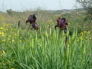 ������� ��� ������