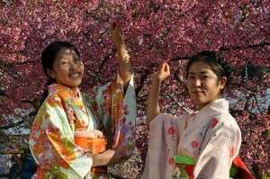 פסטיבל הסאקורה היפני פסטיבל הסאקורה היפני