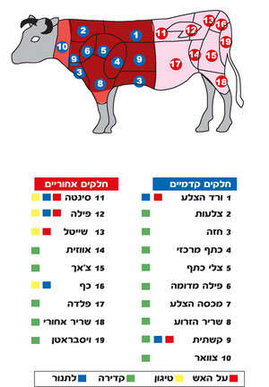 חלקים בבשר חלקים בבשר