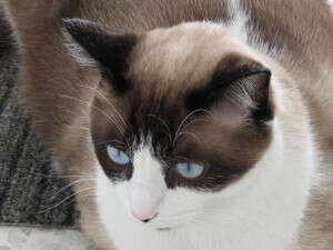 לחתולים שמנים המפסיקים לאכול יש סיכוי גבוה יותר לפתח כבד שומני לחתולים שמנים המפסיקים לאכול יש סיכוי גבוה יותר לפתח כבד שומני