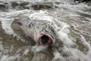 דג מוסר נפלט מת מהים בעקבות דליפת הנפט במפרת מקסיקו. אקו-סייד דג מוסר נפלט מת מהים בעקבות דליפת הנפט במפרת מקסיקו. אקו-סייד