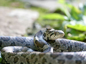 ������� ������� ���� �����