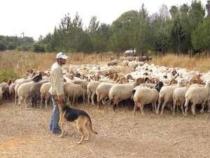 עדר כבשים עדר כבשים