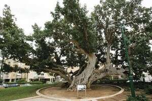 פיקוס פיקוס