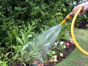 ������ ����