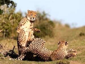 אפריקה האמיתית אפריקה האמיתית