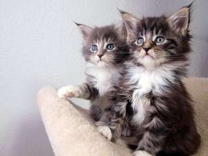 ��� ������