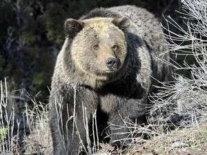 דוב גריזלי בפארק ילוסטון. דוב גריזלי בפארק ילוסטון.