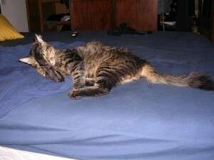 החתול לאחר שהחלים החתול לאחר שהחלים