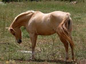 הבא בתור הוא סוס? הבא בתור הוא סוס?