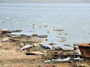 הדגים מתים בברכת רם הדגים מתים בברכת רם