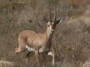 צבי. החוק ישפר ויגביר את האמצעים להגנה על חיות הבר בישראל צבי. החוק ישפר ויגביר את האמצעים להגנה על חיות הבר בישראל