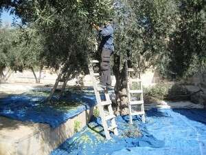 מסיק זיתים שהתבצע בהר הבית בשבוע האחרון מסיק זיתים שהתבצע בהר הבית בשבוע האחרון