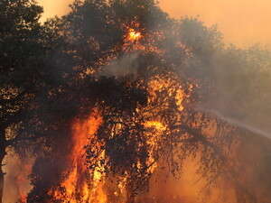 הלהבות ביערות הכרמל הלהבות ביערות הכרמל