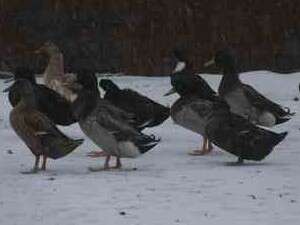 שלג ראשון בעין זיון שלג ראשון בעין זיון