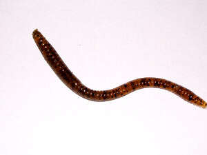 תולעת תולעת