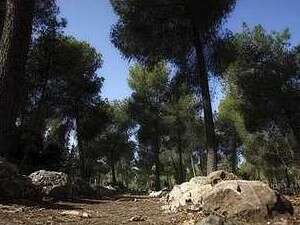 יערות בית שמש יערות בית שמש